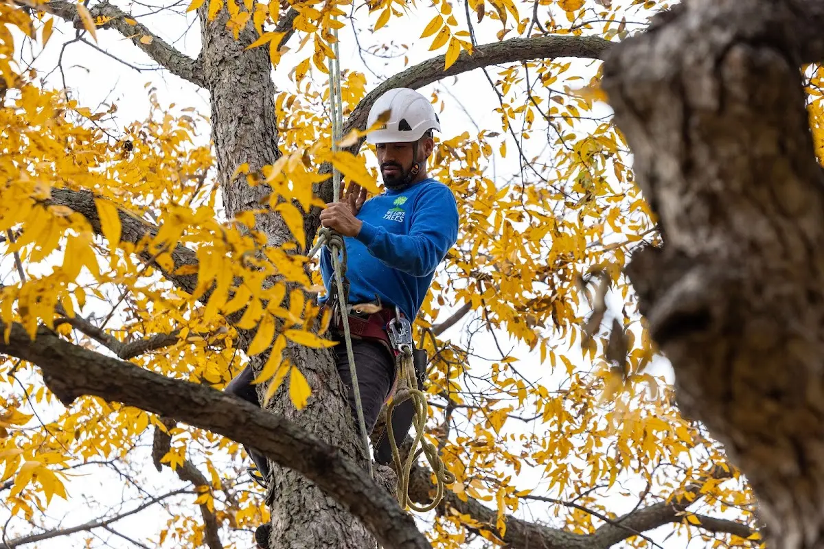 Skilled Tree Trimming crew working in Jacksonville